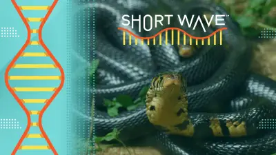 A man let snakes bite him for years. He could be the key to a universal antivenom